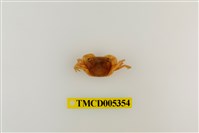 藏品(肥胖後相手蟹)的圖片